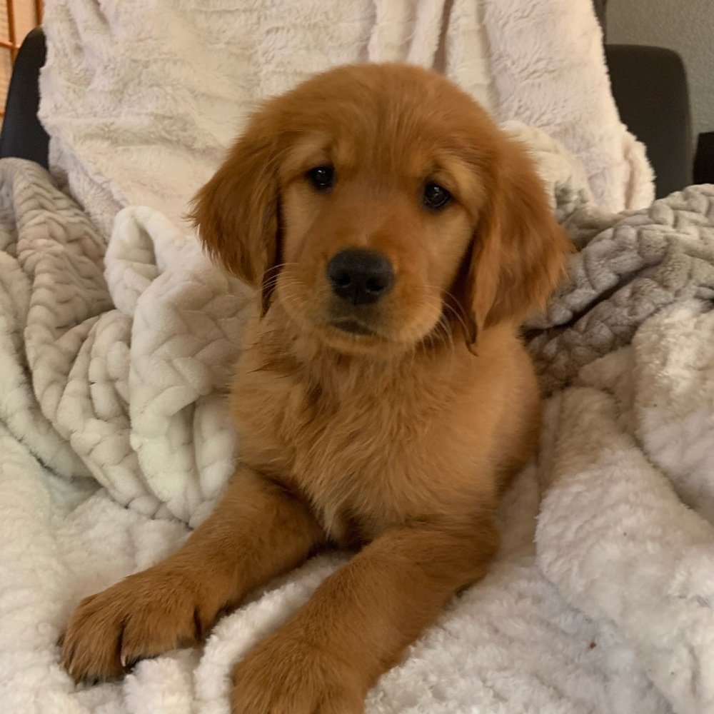Meet your Posher, Sophia
